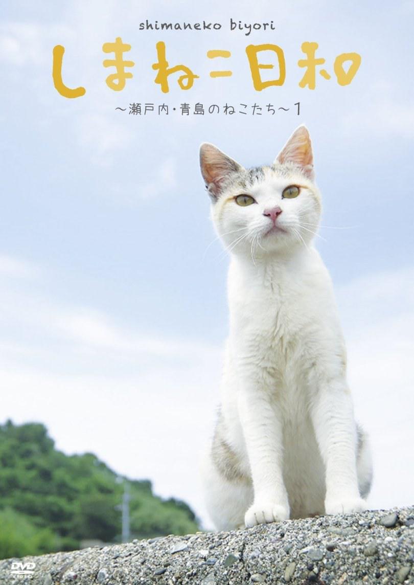 超好看的猫片推荐 吸猫吗 里边请 流浪猫鲍勃影评 流浪猫鲍勃评分