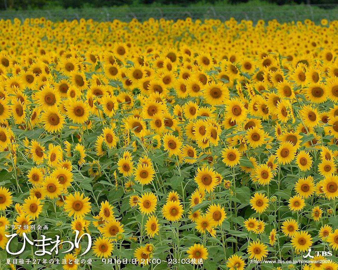 向日葵 向日葵简介 向日葵剧情介绍 向日葵迅雷资源