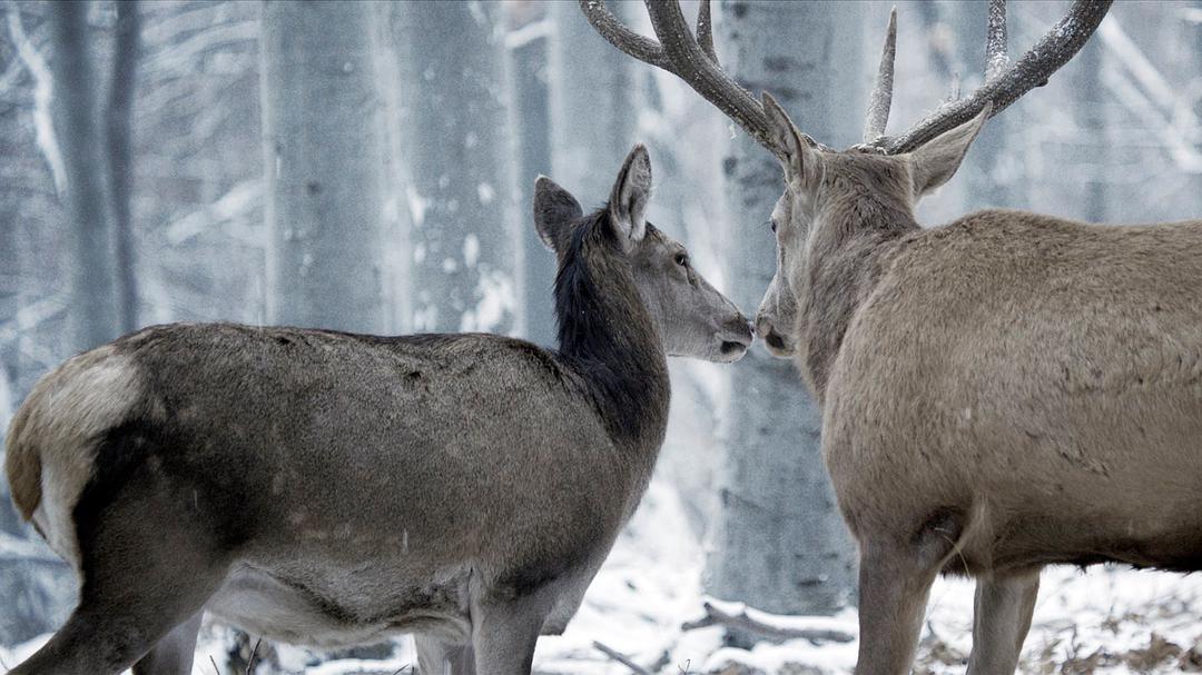 和你一起 做一场有关爱情的梦 影评 肉与灵 肉与灵影评 肉与灵评分
