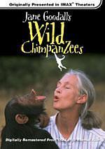 珍古德的野生黑猩猩海报