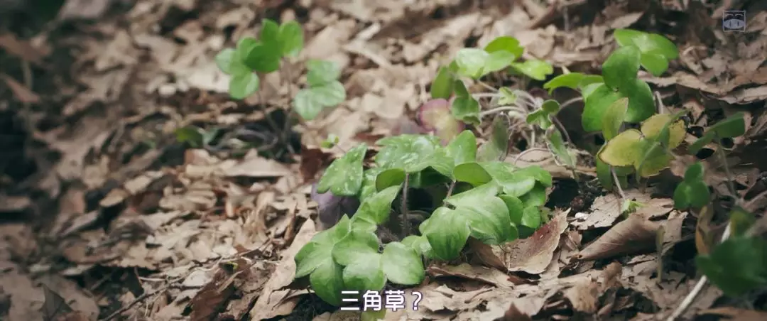 少女杀人分尸 岛国的爽片 我们的现实 三角草的春天影评 三角草的春天评分