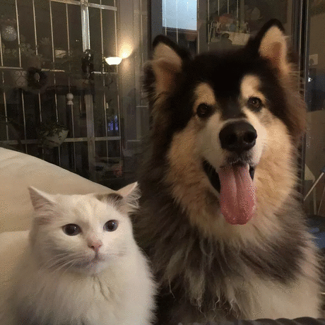 [老虎]《流浪猫鲍勃》：电影总是能够给我们呈现生活最美好的一面[12P]-BB姬